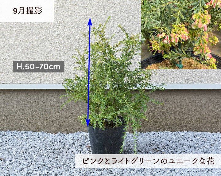 高級 グレビレア ジョンエバンス オージープランツ オーストラリア おしゃれ 観葉植物 苗 樹高 50 70cm ドライ グレべリア 個性的 植木 庭木 Rmladv Com Br