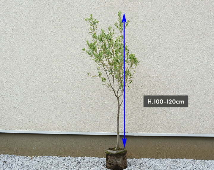 楽天市場 オリーブ オリーブの木 約1cm 鉢植え シンボルツリー 実 植木 庭木 苗 目隠し シプレッシーノ ガーデニング ギフト インテリア 新築祝い お祝い 結婚記念日 ウエディング 開店祝い 開業祝い クリスマス オリーブの実 オリーブ苗 オリィーブ Kimidori Farm 楽天市場 オリーブ オリーブの木 約1cm 鉢植え シンボルツリー 実 植木 庭木 苗 目隠し シプレッシーノ ガーデニング ギフト インテリア 新築祝い お祝い 結婚記念日 ウエディング 開店祝い 開業祝い クリスマス オリーブの実 オリーブ苗 オリィーブ Kimidori Farm