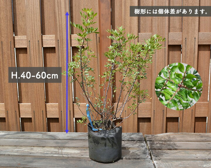 楽天市場 ピスタチア 常緑低木 レアプランツ 樹高 約40 60cm 植木 庭木 植物 シンボルツリー 秋冬 紅葉 ピスタチオ Kimidori Farm