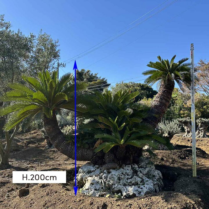 楽天市場】石抱きソテツ 蘇鉄 ロックガーデン 大型 植栽 植木 常緑樹 