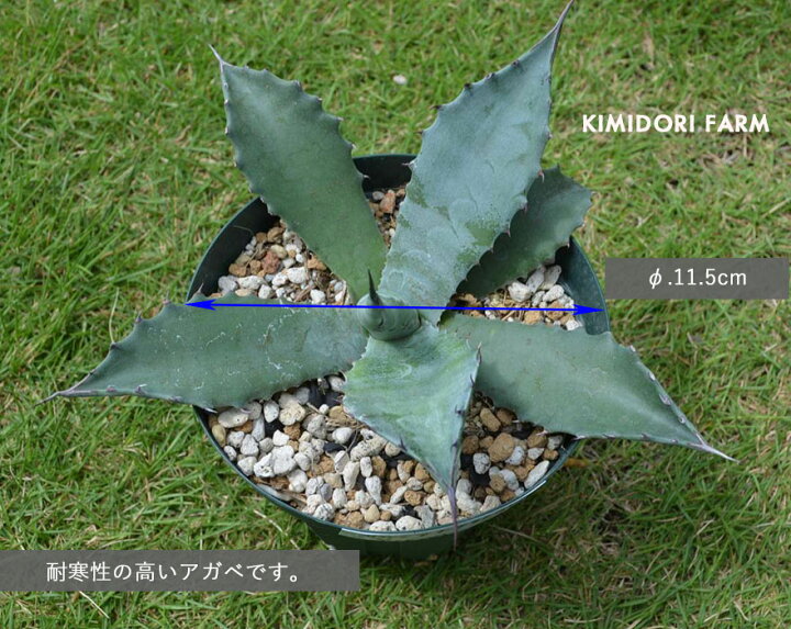 楽天市場】アガベ サルミアナ クラシスピナ 多肉 ドライ トゲ クラッシ 
