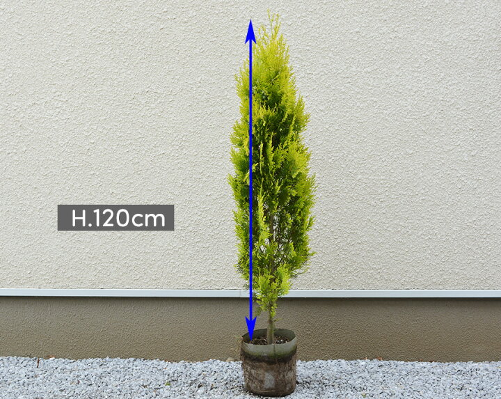 楽天市場 コニファー スプラッシュイエロー 約1cm 約センチポット 1本 シンボルツリー 横浜の植木 目隠し 植木 庭木 生垣 フェンス 常葉樹 針葉樹 ガーデニング クリスマスツリー 園芸 自家生産 ベランダ ウッドデッキ Kimidori Farm
