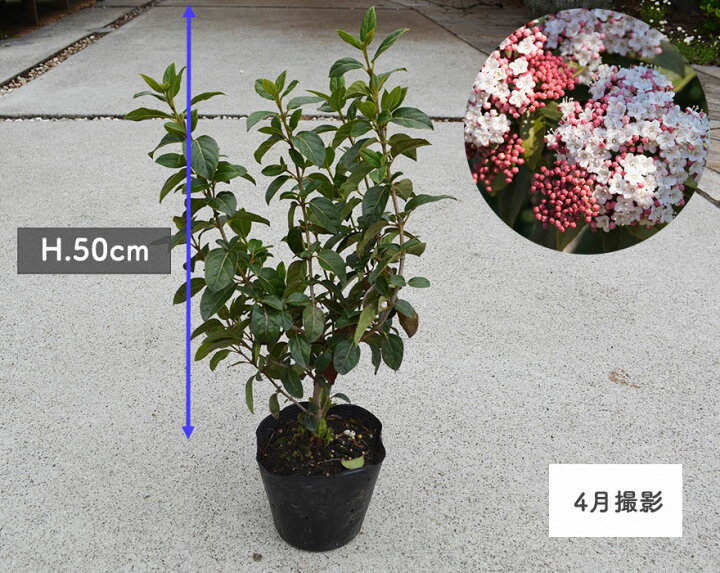 楽天市場 ビバーナム ティヌス 常緑ガマズミ 庭木 生垣 植木 庭木 植栽 常緑低木 四季咲き Kimidori Farm