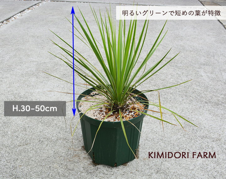 楽天市場】ユッカ トンプソニアーナ 常緑 観葉植物 丈夫 耐寒性 ドライ 