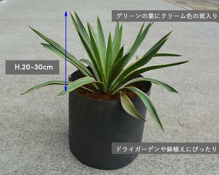 楽天市場 ユッカ バリエガータ グロリオサ 約 30cm 斑入り カラーリーフ 低木 観葉植物 庭植え 鉢植え おしゃれ ガーデニング 植木 庭木 玄関 寄せ植え アツバキミガヨラン Kimidori Farm
