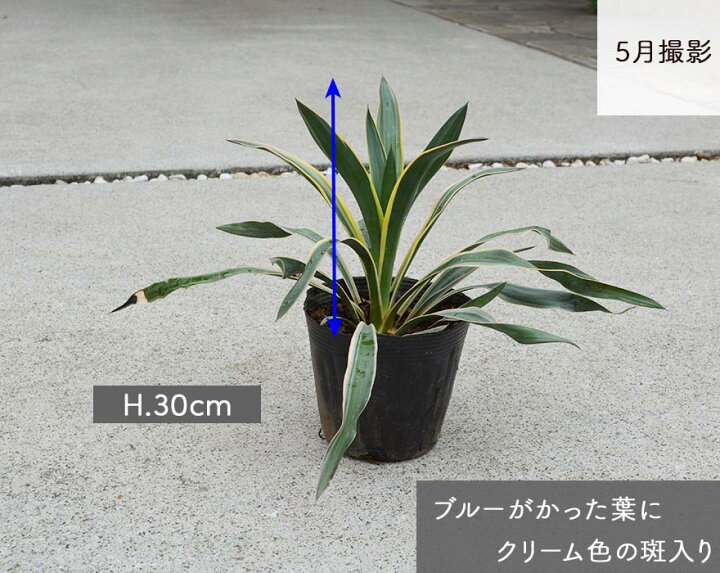 楽天市場 ユッカ バリエガータ グロリオサ 約40cm 斑入り カラーリーフ 低木 観葉植物 庭植え 鉢植え おしゃれ ガーデニング 植木 庭木 玄関 寄せ植え 樹緑 Kimidori
