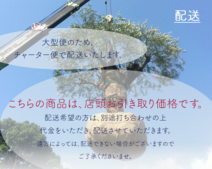楽天市場 国産 オリーブ Oo 植木 庭木 大型 約0cm オリーブの木 シンボルツリー 洋風 目隠し ガーデニング エクステリア 園芸 庭植え 記念樹 庭づくり 外構 ウッドデッキ 樹緑 Kimidori