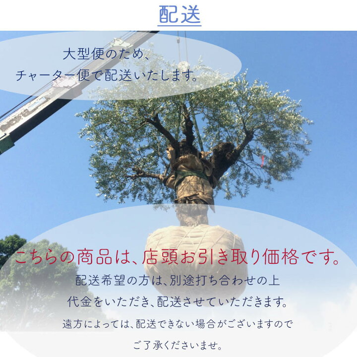 楽天市場】スペインオリーブ 古木 O 約300cm 原木 地植え 丈夫 現品 
