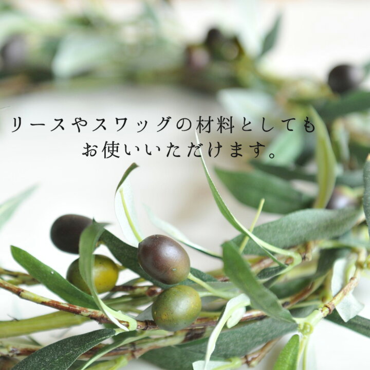 楽天市場】スペインオリーブ 古木 O 約300cm 原木 地植え 丈夫 現品 
