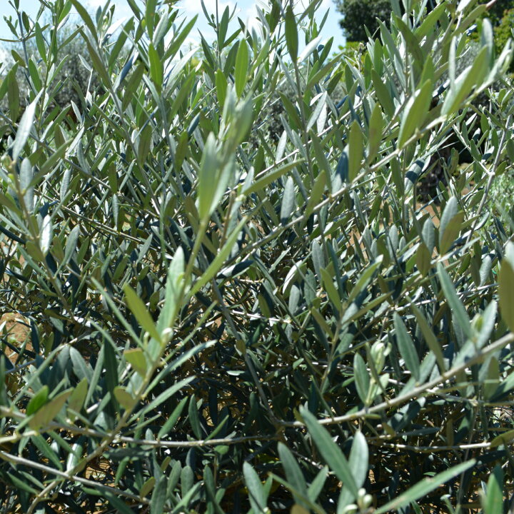 楽天市場】オリーブ D 約250cm スペイン 直輸 古木 強い 現品 地植え 