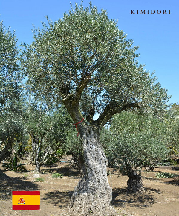 楽天市場】スペイン オリーブ L 約350cm 古木 直輸 原木 地植え 丈夫 