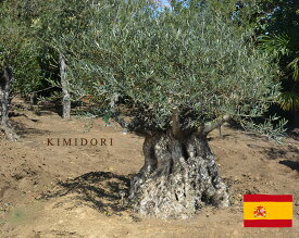 楽天市場 オリーブ 古木の通販