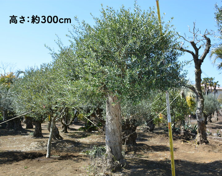 楽天市場 スペインオリーブ 古木 O 約300cm 原木 地植え 丈夫 現品 一点物 庭 見学可能 横浜 植木 シンボルツリー 庭木 苗木 ガーデニング オリーブの木 オリーブの実 新築 記念樹 南欧 プロヴァンス エクステリア 外構 樹齢 高品質 クリスマス 樹緑 Kimidori
