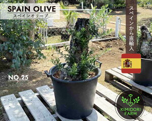 XyCI[u Ö NO.25 I[u̖ V{c[ A XyC A Ö  nA v i _  w\ l A  c K[fjO I[u̎ Vz LO 