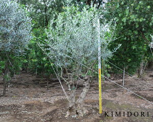 庭 目隠し 植木の人気商品 通販 価格比較 価格 Com
