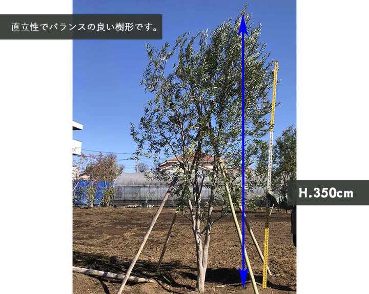 楽天市場】国産 オリーブ シプレッシーノ cipressino 現品 植木 庭木 