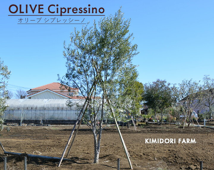 楽天市場】国産 オリーブ シプレッシーノ cipressino 現品 植木 庭木  