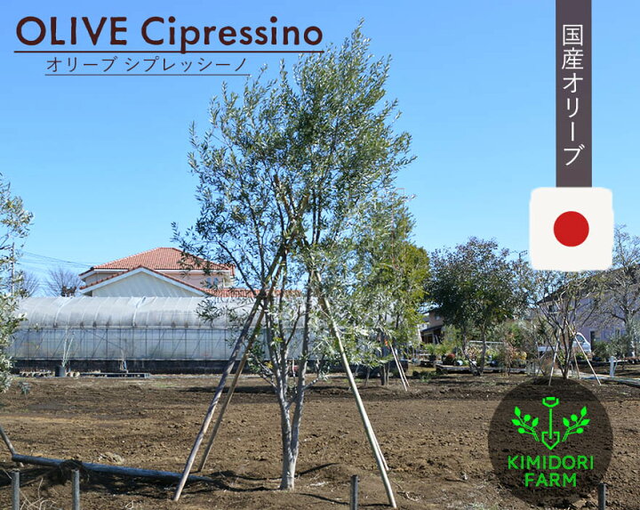 楽天市場】国産 オリーブ シプレッシーノ cipressino 現品 植木 庭木 