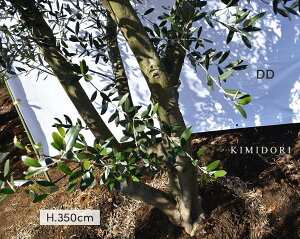 エクステリア 木 植木 盆栽の人気商品 通販 価格比較 価格 Com エクステリア 木 植木 盆栽の人気商品 通販 価格比較 価格 Com