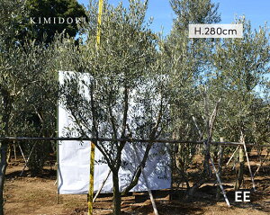 オリーブ シンボルツリー 盆栽 植木の人気商品 通販 価格比較 価格 Com オリーブ シンボルツリー 盆栽 植木の人気商品 通販 価格比較 価格 Com