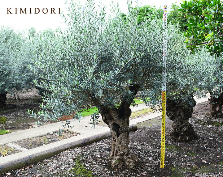 楽天市場 スペインオリーブ 古木 Emy シンボルツリー オリーブの木 約2cm スペイン 直輸 古木 原木 地植え 丈夫 現品 一点物 庭 見学可能 横浜 植木 庭木 苗木 ガーデニング オリーブの木 オリーブの実 新築 記念樹 南欧 プロヴァンス エクステリア 外構 樹齢 高品質 楽天市場 スペインオリーブ 古木 Emy シンボルツリー オリーブの木 約2cm スペイン 直輸 古木 原木 地植え 丈夫 現品 一点物 庭 見学可能 横浜 植木 庭木 苗木 ガーデニング オリーブの木 オリーブの実 新築 記念樹 南欧 プロヴァンス エクステリア 外構 樹齢 高品質