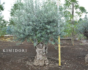 植木 盆栽 オリーブの木の人気商品 通販 価格比較 価格 Com