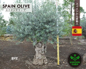 XyCI[u Ö GUY V{c[ I[u̖ 200cm A Ö  nA v i _  w\ l A  c K[fjO I[u̎ Vz LO 쉢 v