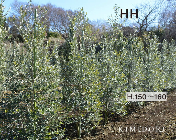 楽天市場 国産 オリーブ Hh 植木 庭木 約150 160cm オリーブの木 シンボルツリー ガーデニング グリーン ナチュラル 外構 エクステリア 樹緑 Kimidori 楽天市場 国産 オリーブ Hh 植木 庭木 約150 160cm オリーブの木 シンボルツリー ガーデニング グリーン ナチュラル 外構 エクステリア 樹緑 Kimidori