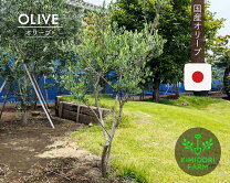 楽天市場】3M（種類（植物）オリーブ）（植木｜ガーデニング・農業 