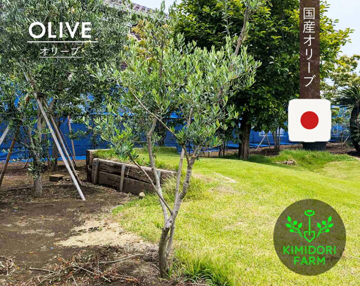 楽天市場】国産 オリーブ オリーブの木 約180cm 植木 シンボルツリー 