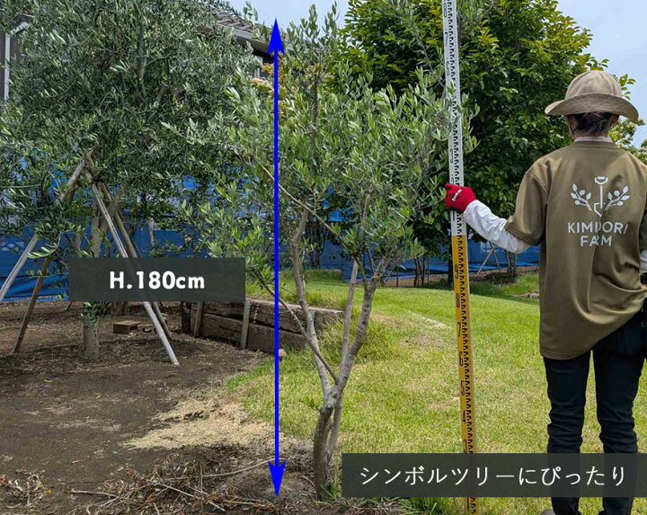 楽天市場】国産 オリーブ オリーブの木 約180cm 植木 シンボルツリー 