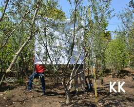 楽天市場 庭 目隠し 木 洋風 種類 植物 コニファー の通販