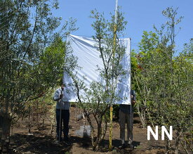 国産 オリーブ NN 植木 庭木 大型 約350cm オリーブの木 シンボルツリー 洋風 目隠し オリーブの木 ガーデニング エクステリア 園芸 庭植え 記念樹