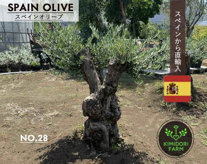 XyCI[u Ö NO.28 I[u̖ V{c[ A A  A K[fjO olive i