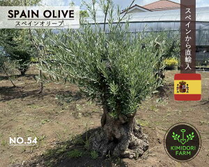 XyCI[u Ö NO.54 I[u̖ V{c[ A A  olive A X A nA K[fjO Â