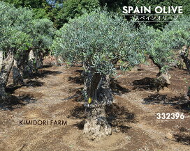 楽天市場】 スペインオリーブ古木 : KIMIDORI FARM