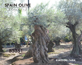 スペインオリーブ 古木 a3351k オリーブの木 植木 庭木 シンボルツリー