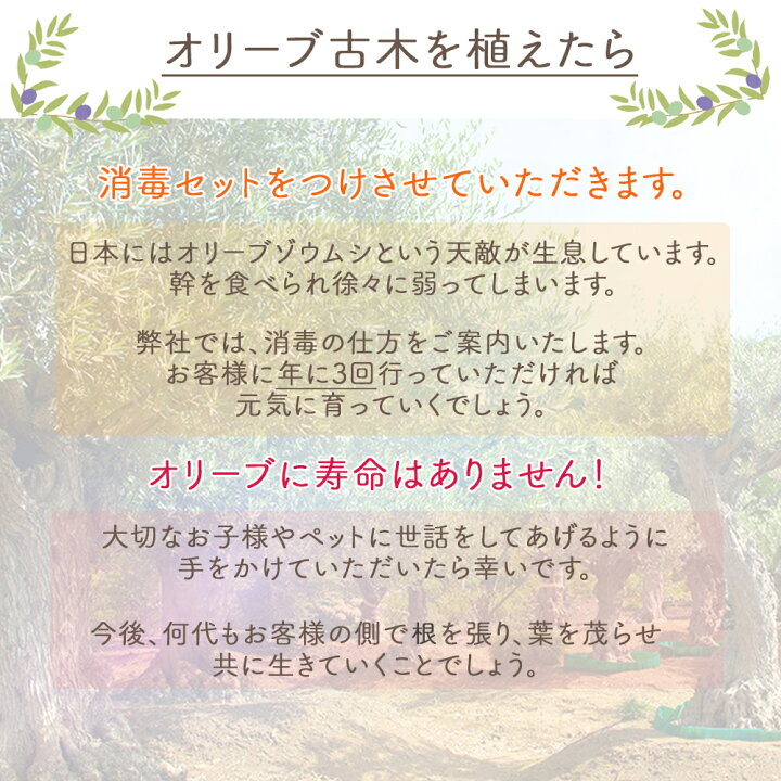 楽天市場 スペインオリーブ 古木 M 約300cm 直輸 原木 地植え 丈夫 現品 一点物 庭 見学可能 横浜 植木 シンボルツリー 庭木 苗木 ガーデニング オリーブの木 オリーブの実 新築 記念樹 南欧 プロヴァンス エクステリア 外構 樹齢 高品質 樹緑 Kimidori