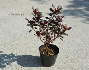 ツツジ 鉢植えの人気商品 通販 価格比較 価格 Com ツツジ 鉢植えの人気商品 通販 価格比較 価格 Com