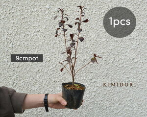 花壇 植木の人気商品 通販 価格比較 価格 Com