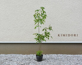 楽天市場 植木 カラーグリーン ガーデニング 農業 花 ガーデン Diy の通販 楽天市場 植木 カラーグリーン ガーデニング 農業 花 ガーデン Diy の通販