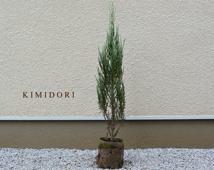 楽天市場 コニファー ブルーアロー 約1cm 1本 横浜の植木 シンボルツリー 目隠し フェンス 約センチポット 植木 庭木 生垣 ガーデニング クリスマスツリー エクステリア 園芸 自家生産 庭植え 記念樹 ギフト Kimidori Farm