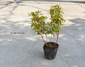 楽天市場 常緑低木 洋風 種類 植物 イロハモミジ の通販