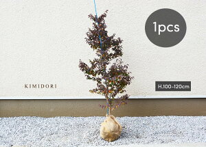 庭 目隠し 植木の人気商品 通販 価格比較 価格 Com