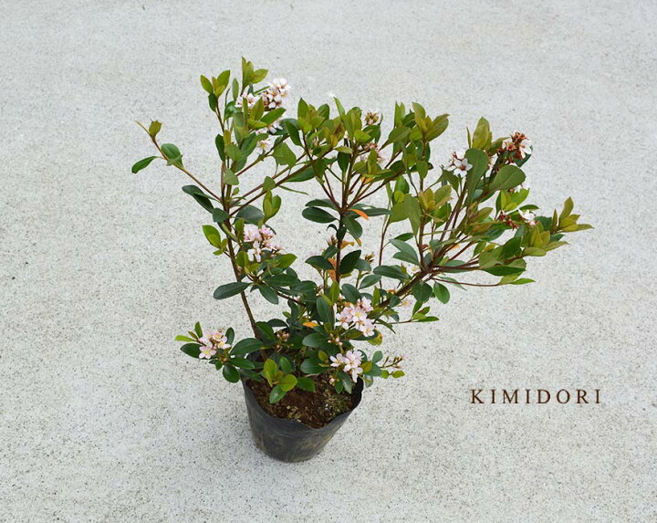 楽天市場 紅花シャリンバイ 1本 樹高 約40cm 車輪梅 花 生垣 グランドカバー 植木 庭木 ガーデニング 園芸 寄せ植え 鉢植え 庭植え Kimidori Farm 楽天市場 紅花シャリンバイ 1本 樹高 約40cm 車輪梅 花 生垣 グランドカバー 植木 庭木 ガーデニング 園芸 寄せ植え 鉢植え 庭植え Kimidori Farm