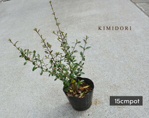 観葉植物 低木 Diy 工具の人気商品 通販 価格比較 価格 Com
