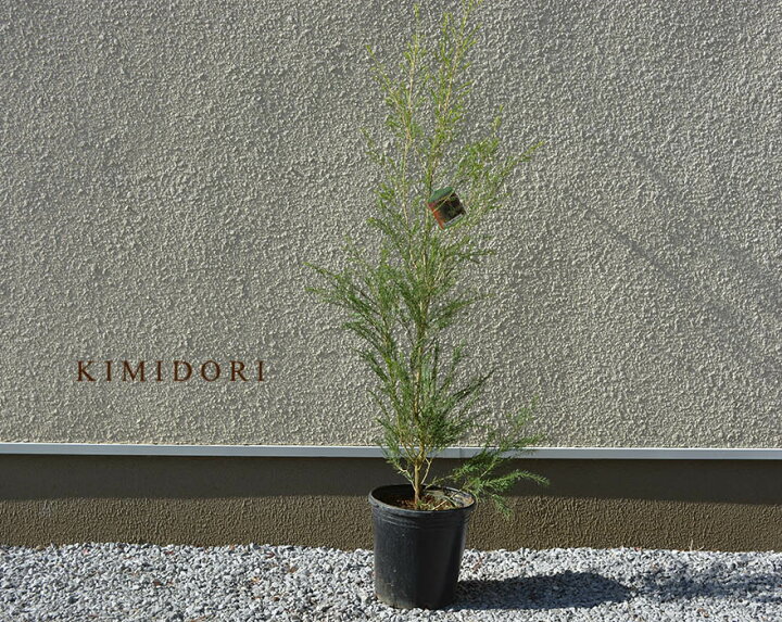 楽天市場 メラレウカ ブラックティーツリー 約100 1cm 人気 おしゃれ オージープランツ 鉢植え 花 植木 苗 シンボルツリー 目隠し 庭木 ガーデニング エクステリア 新築 園芸 記念樹 シルバー 常緑 鉢 木 常緑樹 新築 記念樹 お祝い 新築祝い 育てやすい 樹緑 Kimidori
