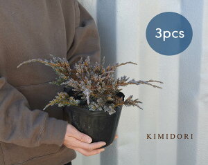 コニファー 盆栽 植木 Diy 工具の人気商品 通販 価格比較 価格 Com