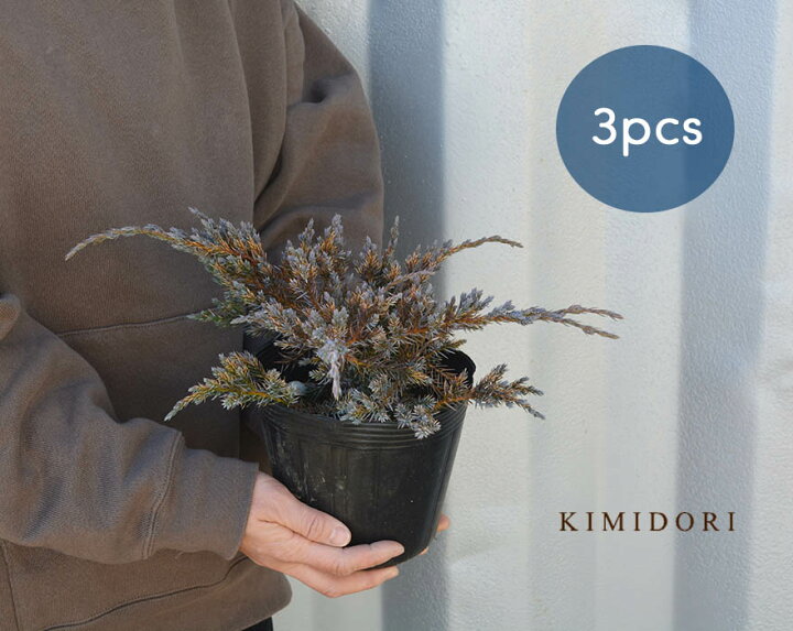 楽天市場 ブルーカーペット 3本セット コニファー 針葉樹 植木 庭木 グランドカバー 約30cm シルバー 低木 苗 庭植え ガーデニング Kimidori Farm