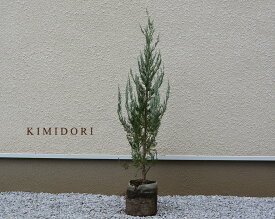 楽天市場 コニファー 鉢植え 目隠し ガーデニング 農業 花 ガーデン Diy の通販